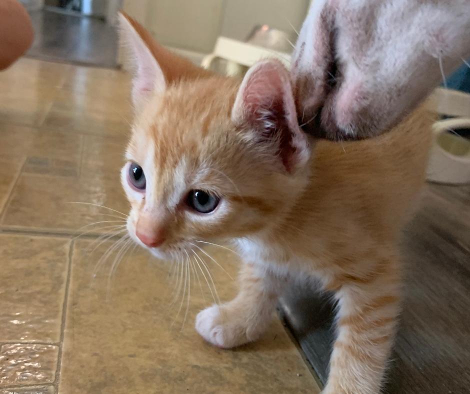 Enlarge Toast, a Adopted Domestic Short Hair in Huntington Beach, CA image 4/6