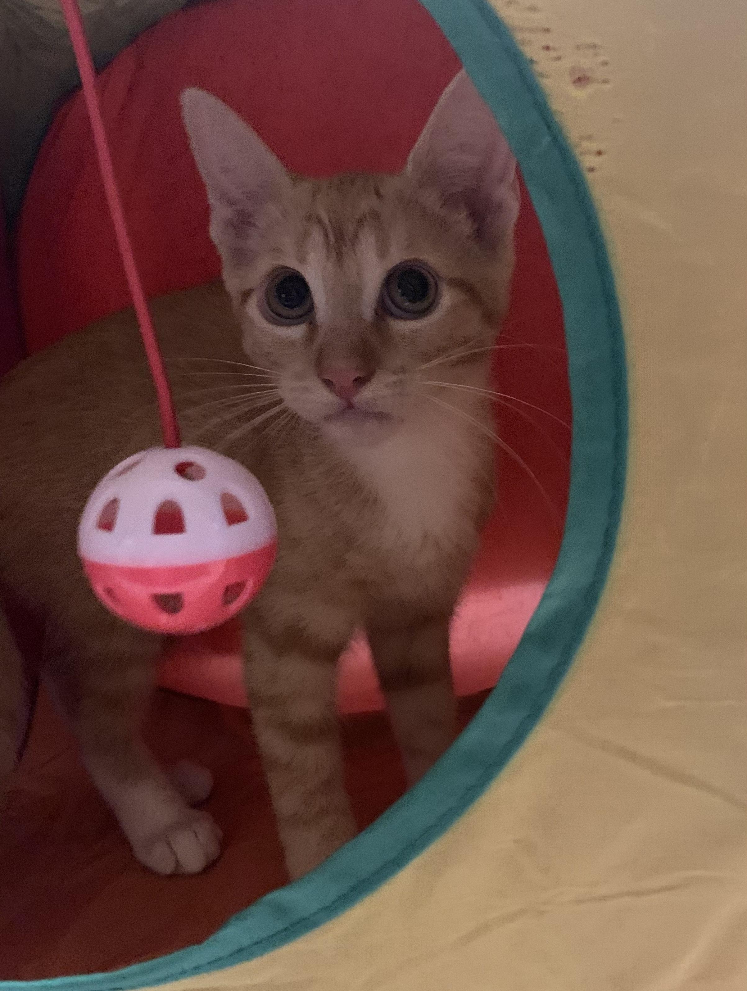 Enlarge Toast, a Adopted Domestic Short Hair in Huntington Beach, CA image 2/6