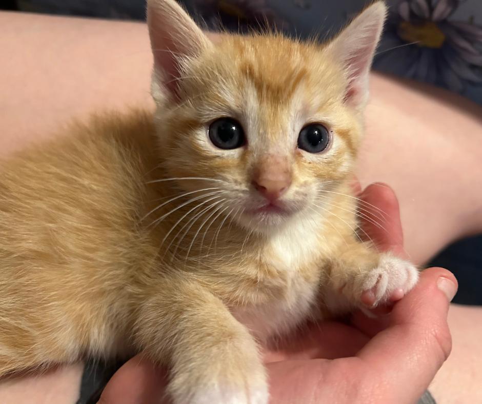 Enlarge Toast, a Adopted Domestic Short Hair in Huntington Beach, CA image 5/6