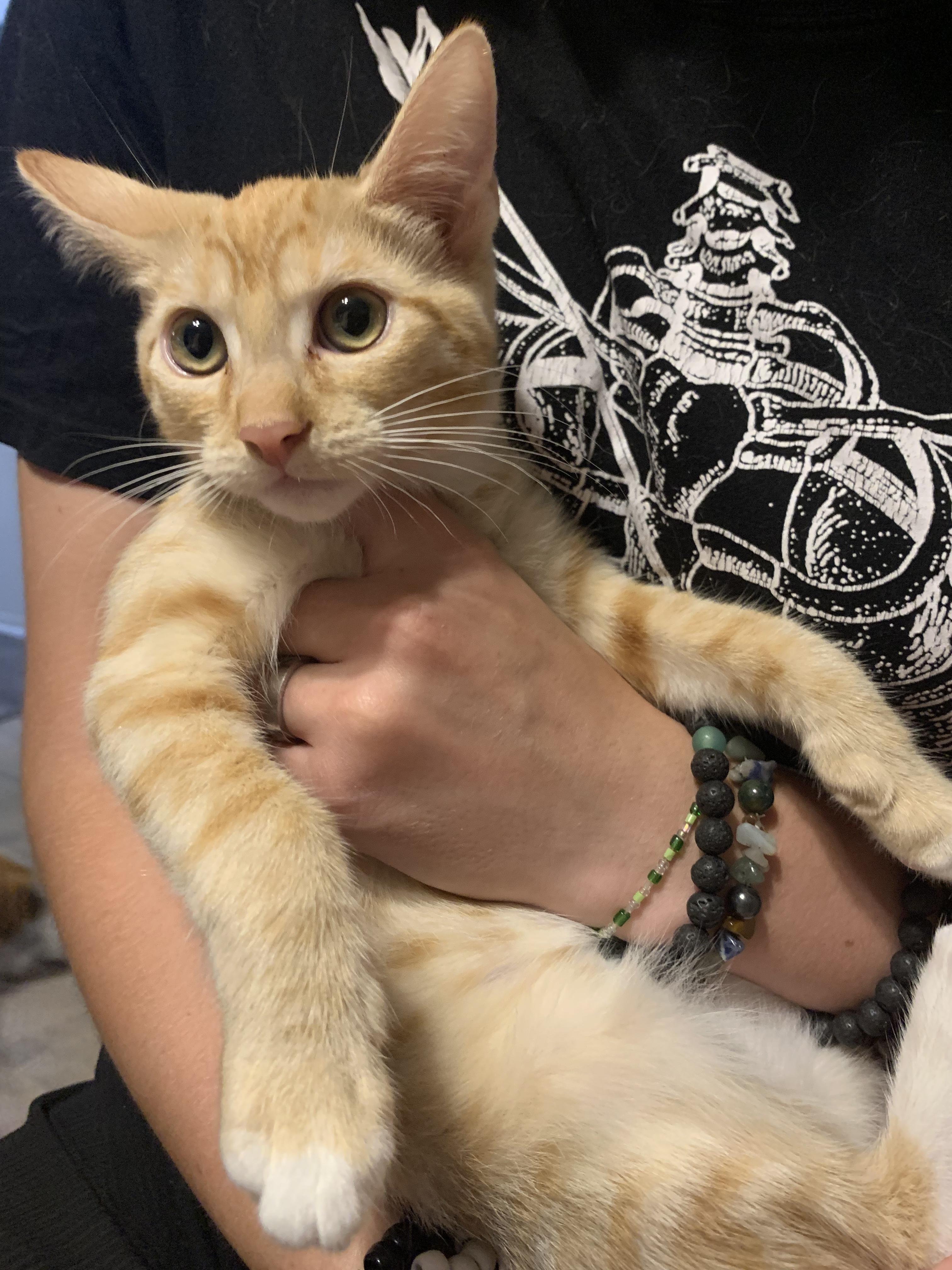 Enlarge Toast, a Adopted Domestic Short Hair in Huntington Beach, CA image 1/6