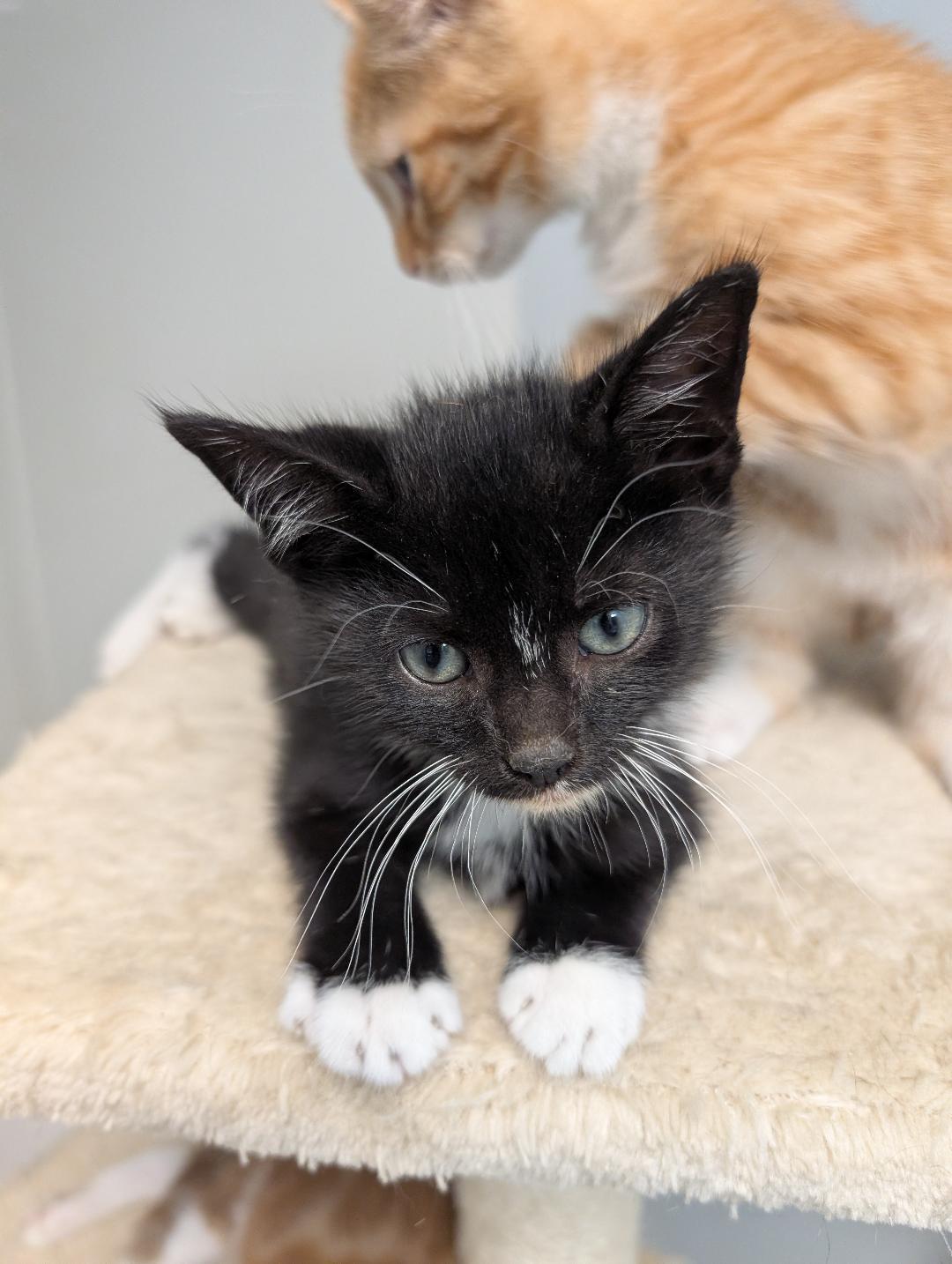 Prince Eric, a ADOPTABLE Domestic Short Hair in Reisterstown, MD image 5/5