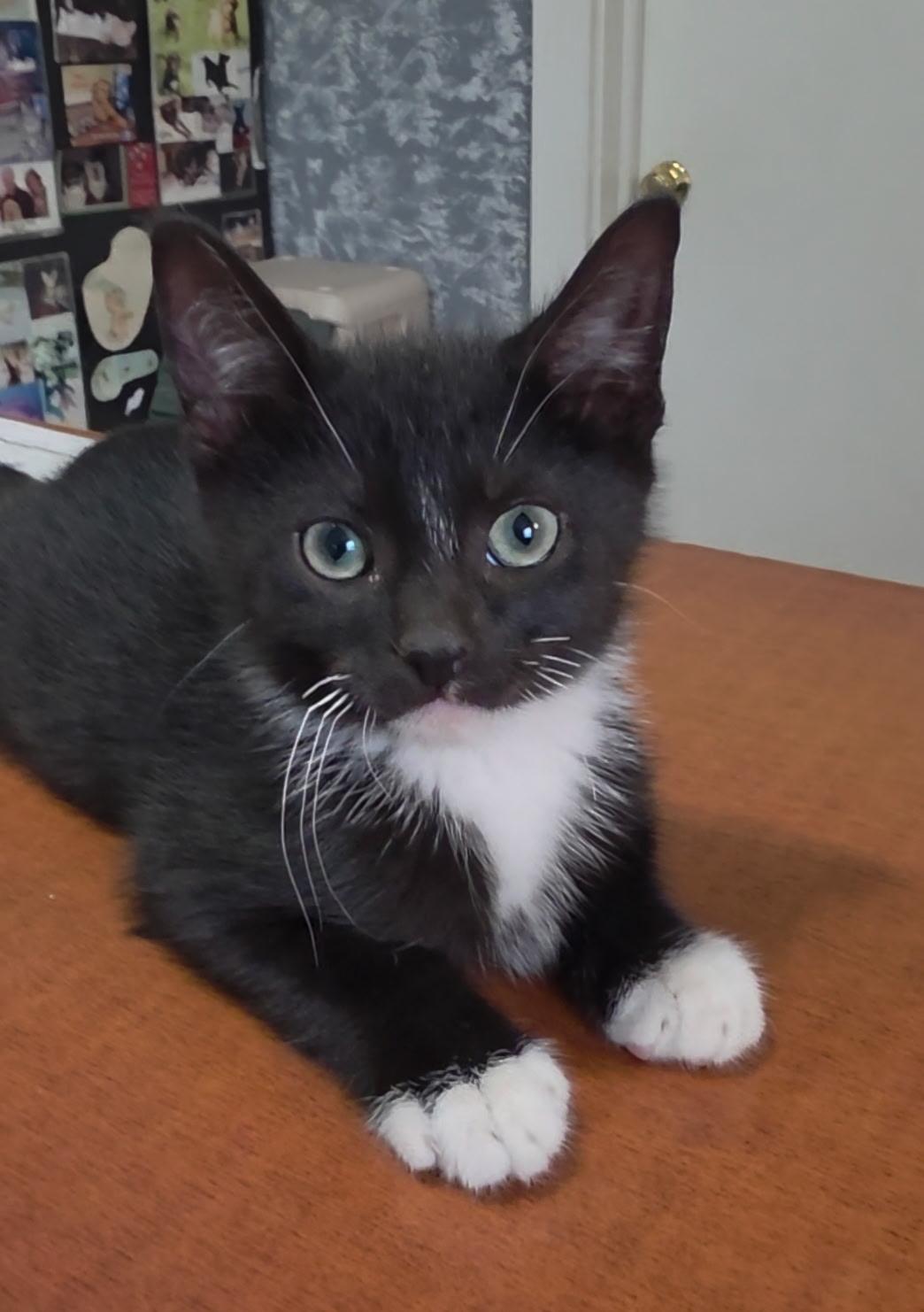 Prince Eric, ADOPTABLE, Kitten Male Domestic Short Hair.