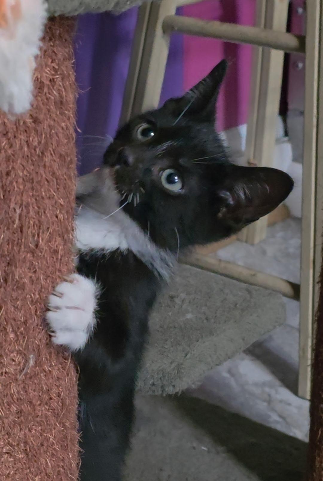 Prince Eric, a ADOPTABLE Domestic Short Hair in Reisterstown, MD image 4/5