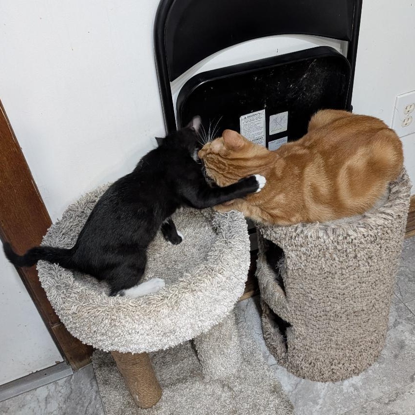 Enlarge Prince Eric, a ADOPTABLE Domestic Short Hair in Reisterstown, MD image 6/6