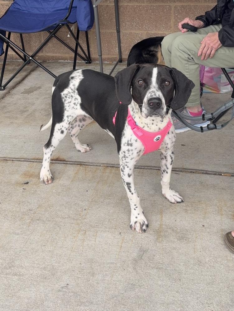 Clementine, Adoptable, Young Female Spaniel.