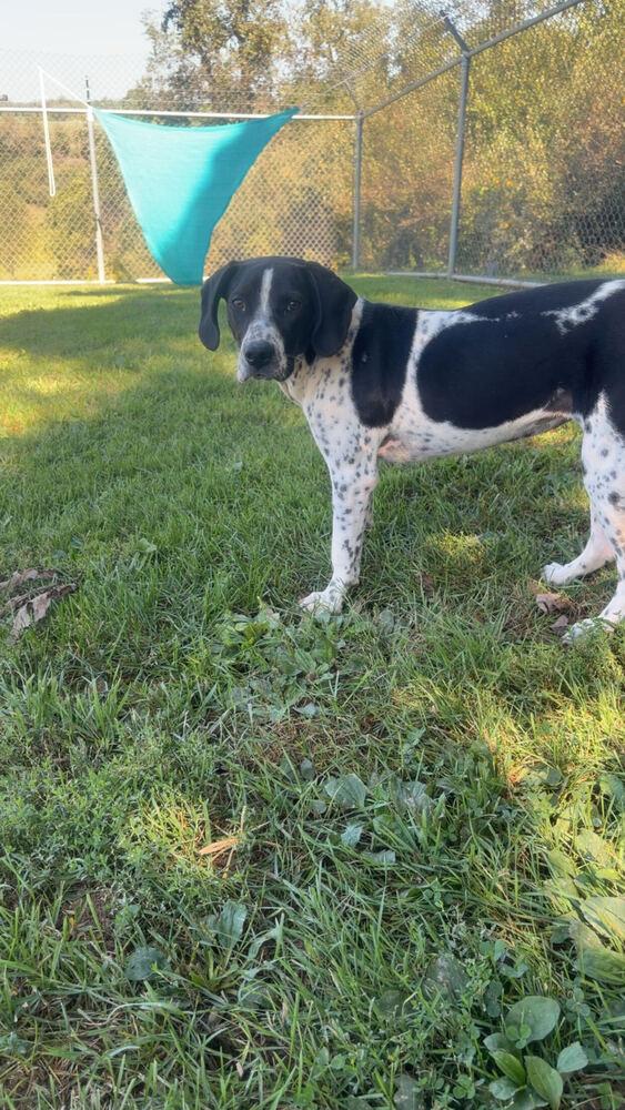 Clementine, Adoptable, Young Female Spaniel.