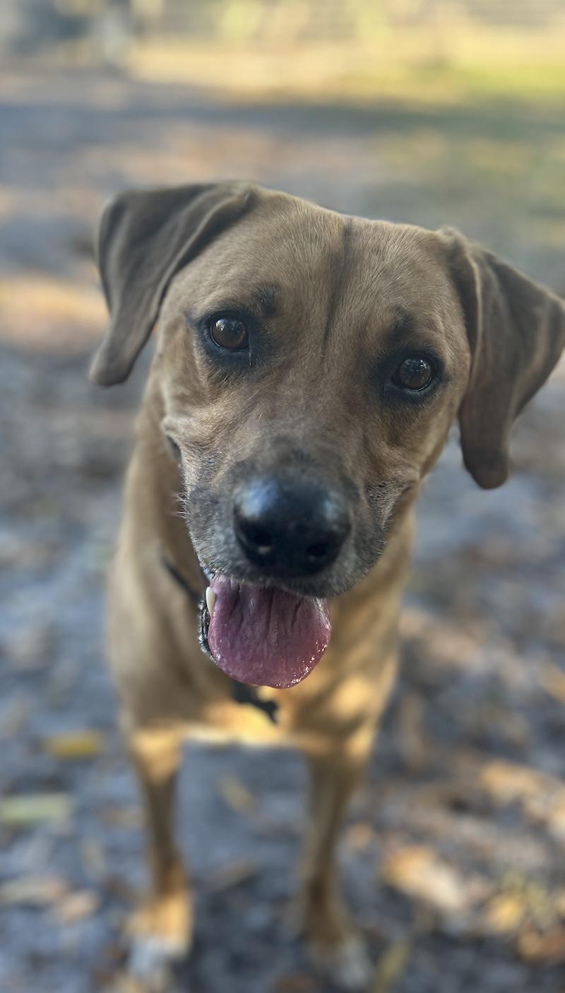 Enlarge Carson, a Adoptable mixed breed in Palm City, FL image 2/5