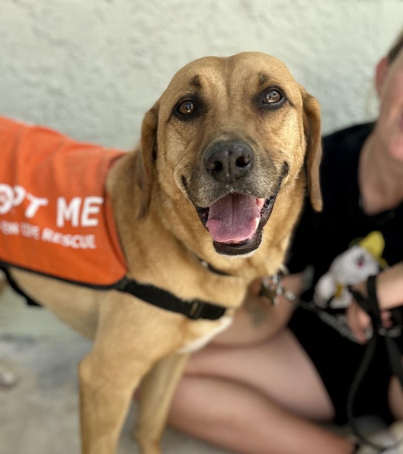 Enlarge Carson, a Adoptable mixed breed in Palm City, FL image 3/5