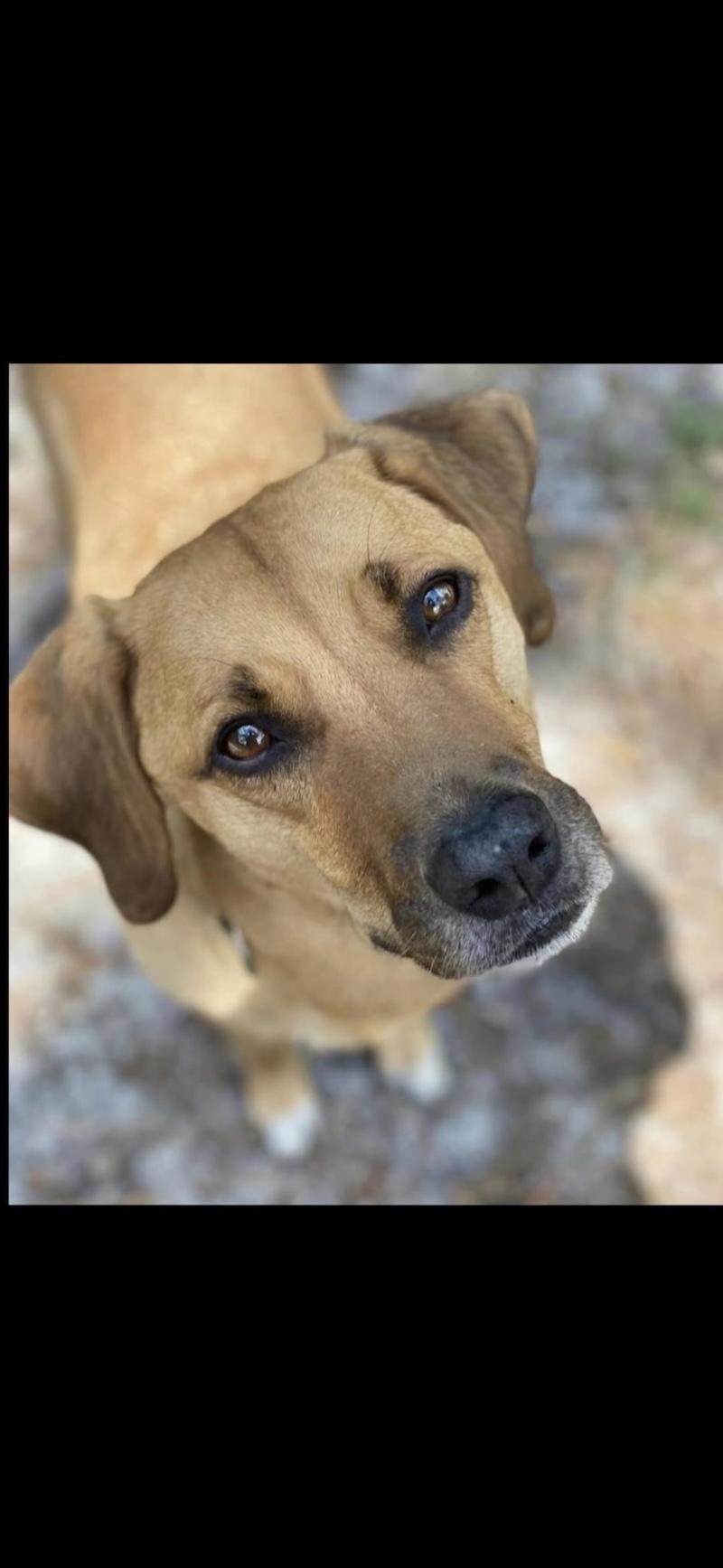 Carson, Adoptable, Senior Male Labrador Retriever & Hound.