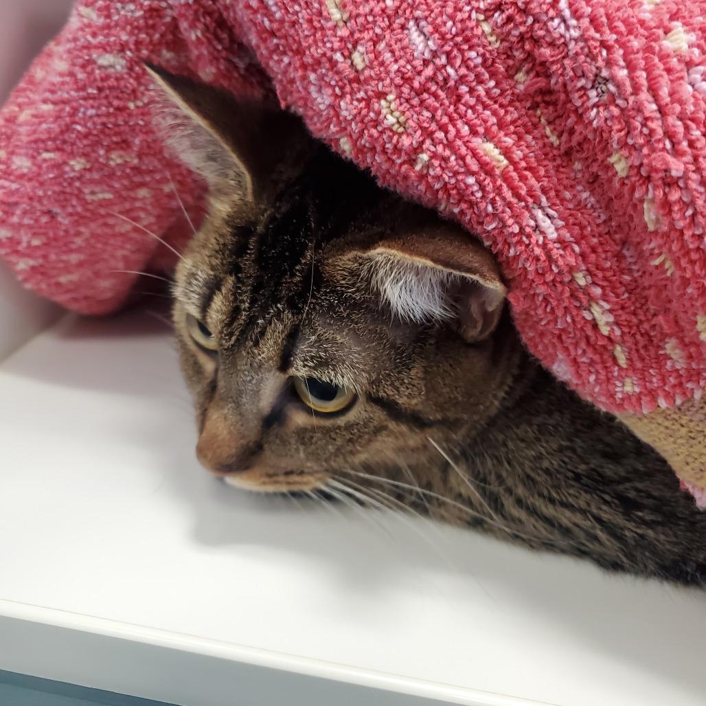 TIGER LILY, Adoptable, Adult Female Domestic Short Hair.