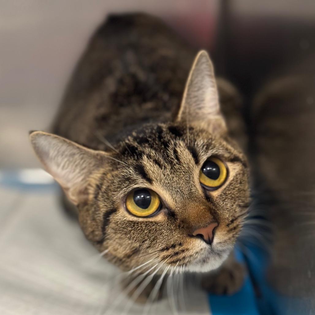 Enlarge TIGER LILY, a Adoptable Domestic Short Hair in Greensboro, NC image 2/5