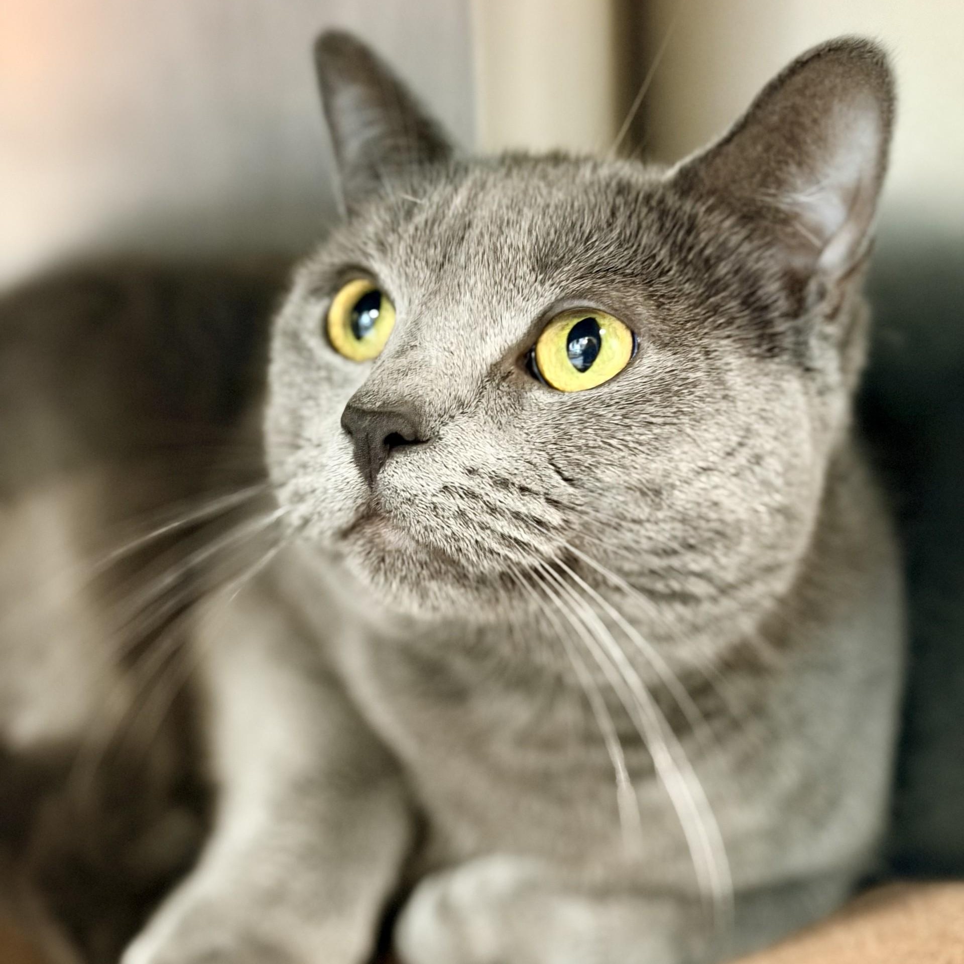 Baby Cat, a ADOPTABLE Domestic Short Hair in Jackson, NJ image 1/2