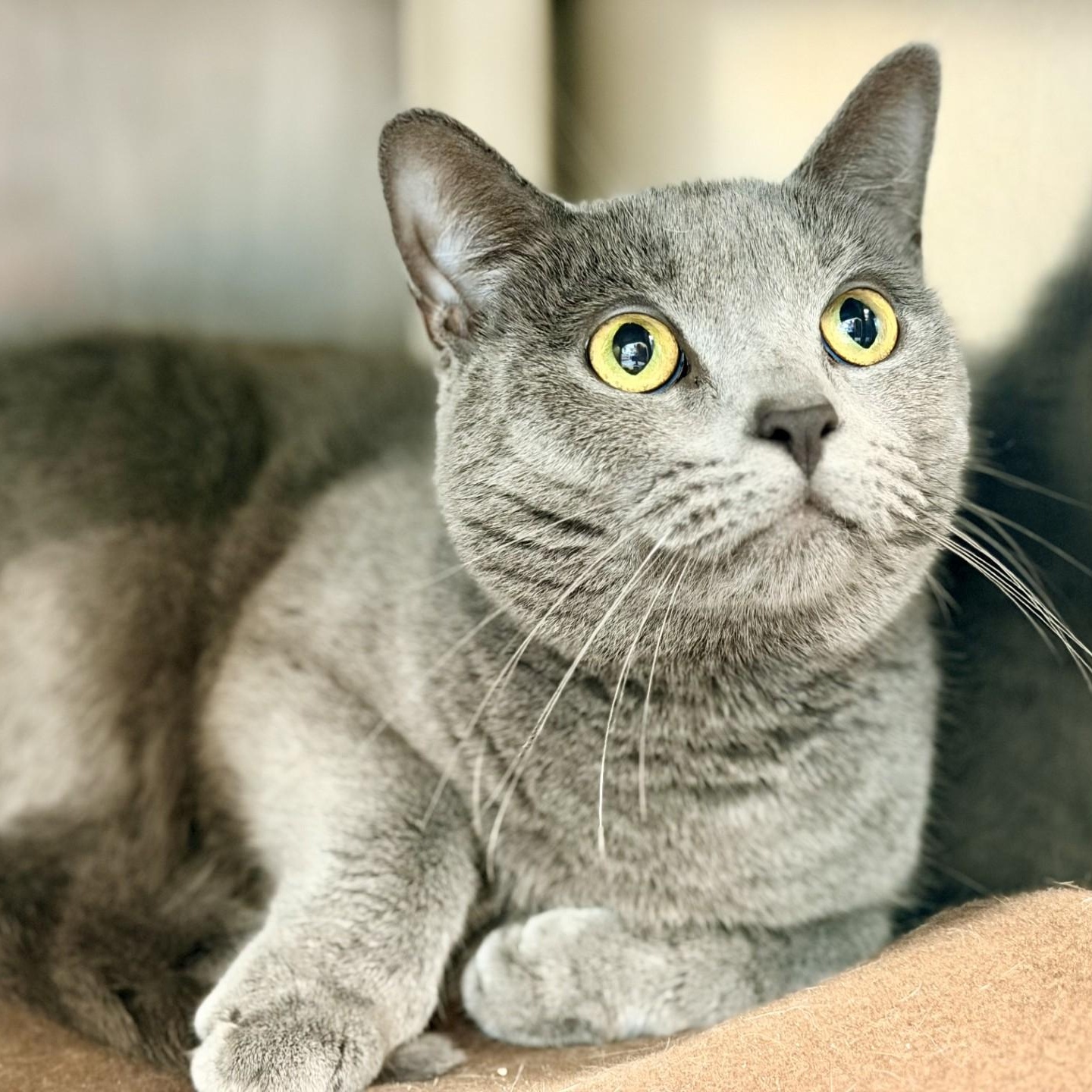 Baby Cat, a ADOPTABLE Domestic Short Hair in Jackson, NJ image 2/2