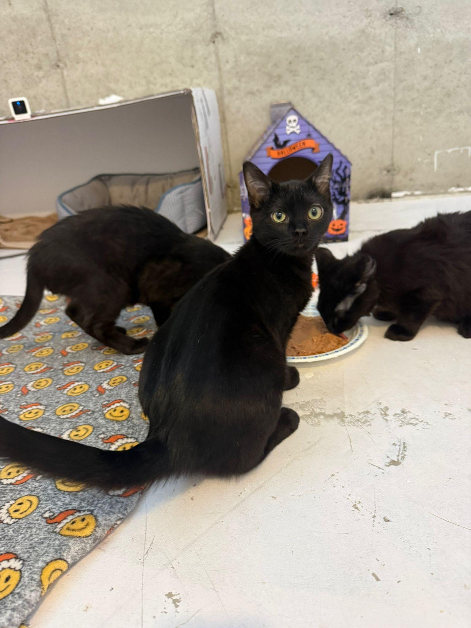 Kiwi, an adopted Domestic Short Hair in Calgary, AB image 5/6