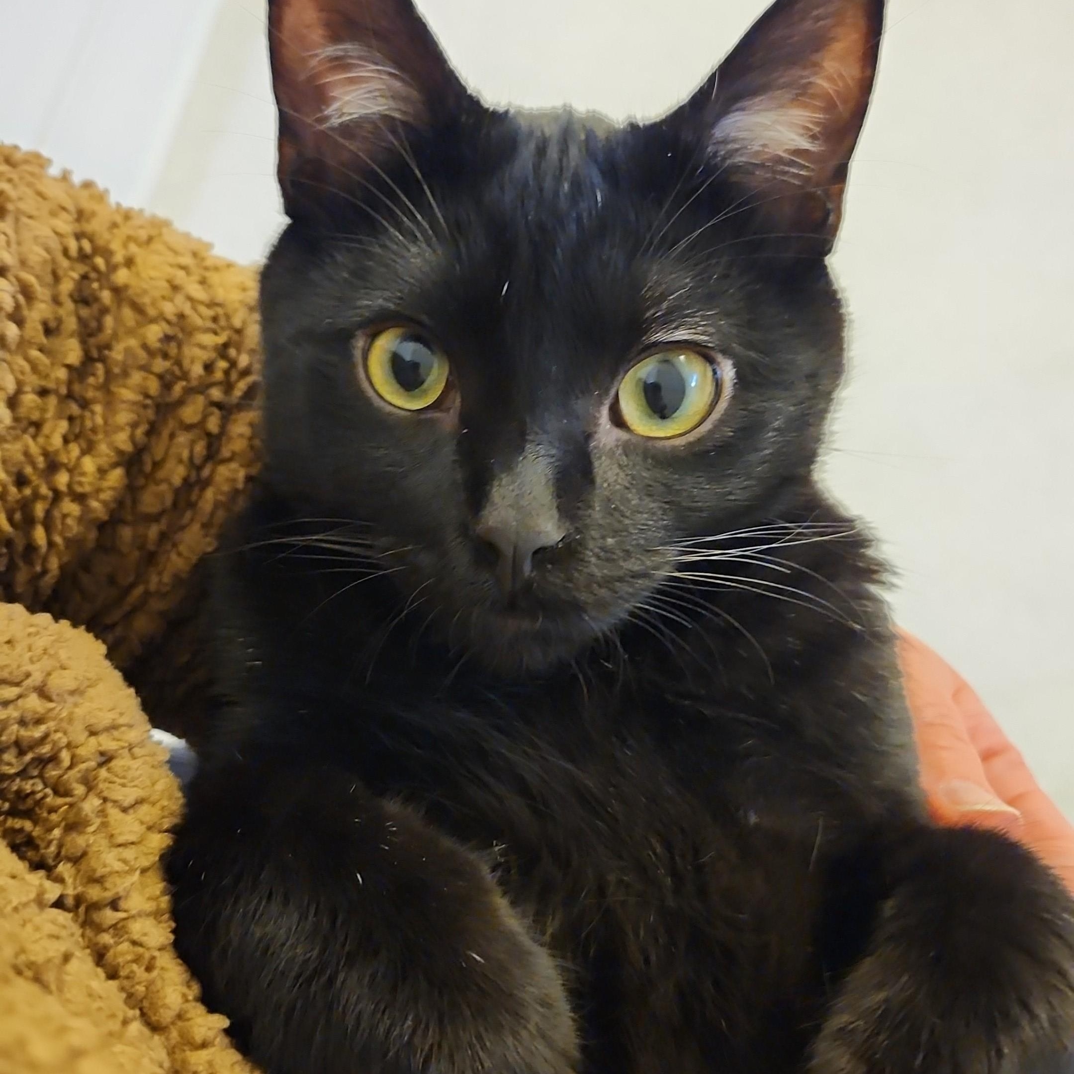 Kiwi, adopted, Young Male Domestic Short Hair.