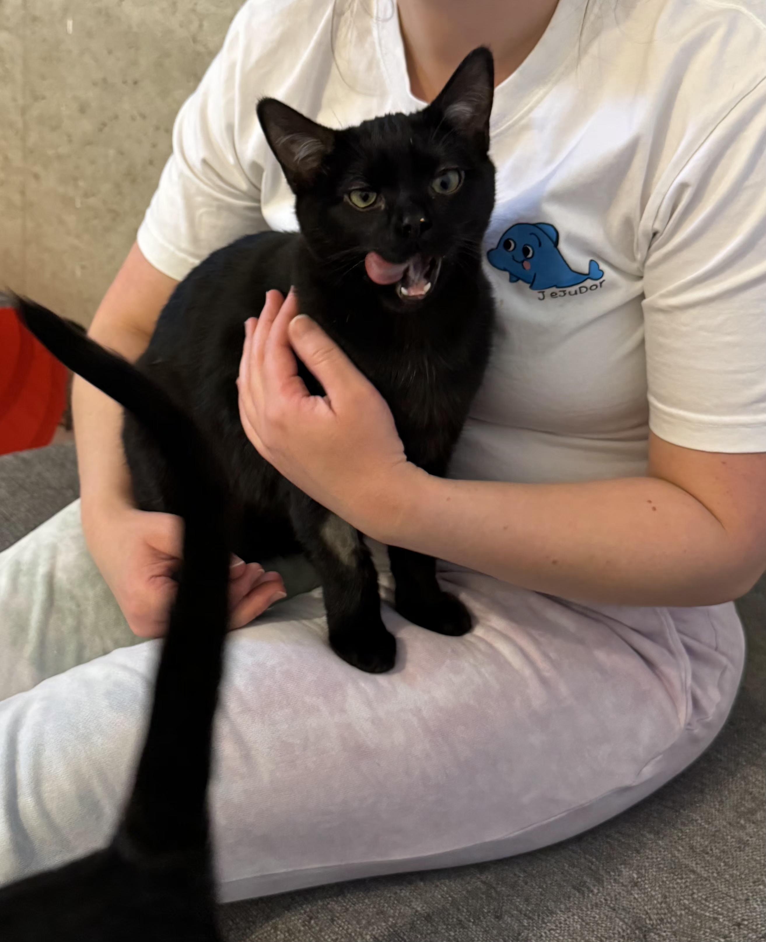 Kiwi, an adopted Domestic Short Hair in Calgary, AB image 6/6