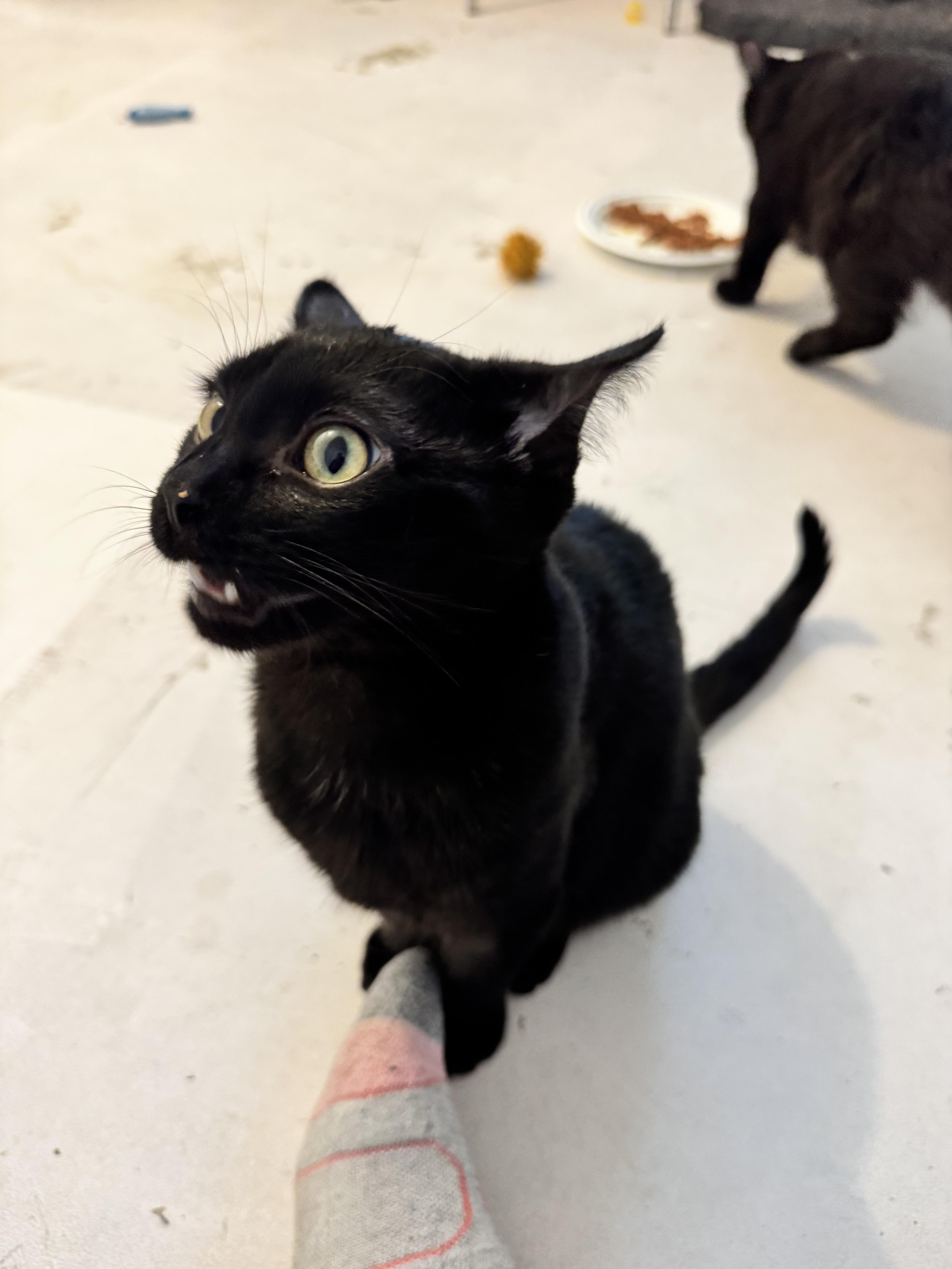 Kiwi, an adopted Domestic Short Hair in Calgary, AB image 2/6