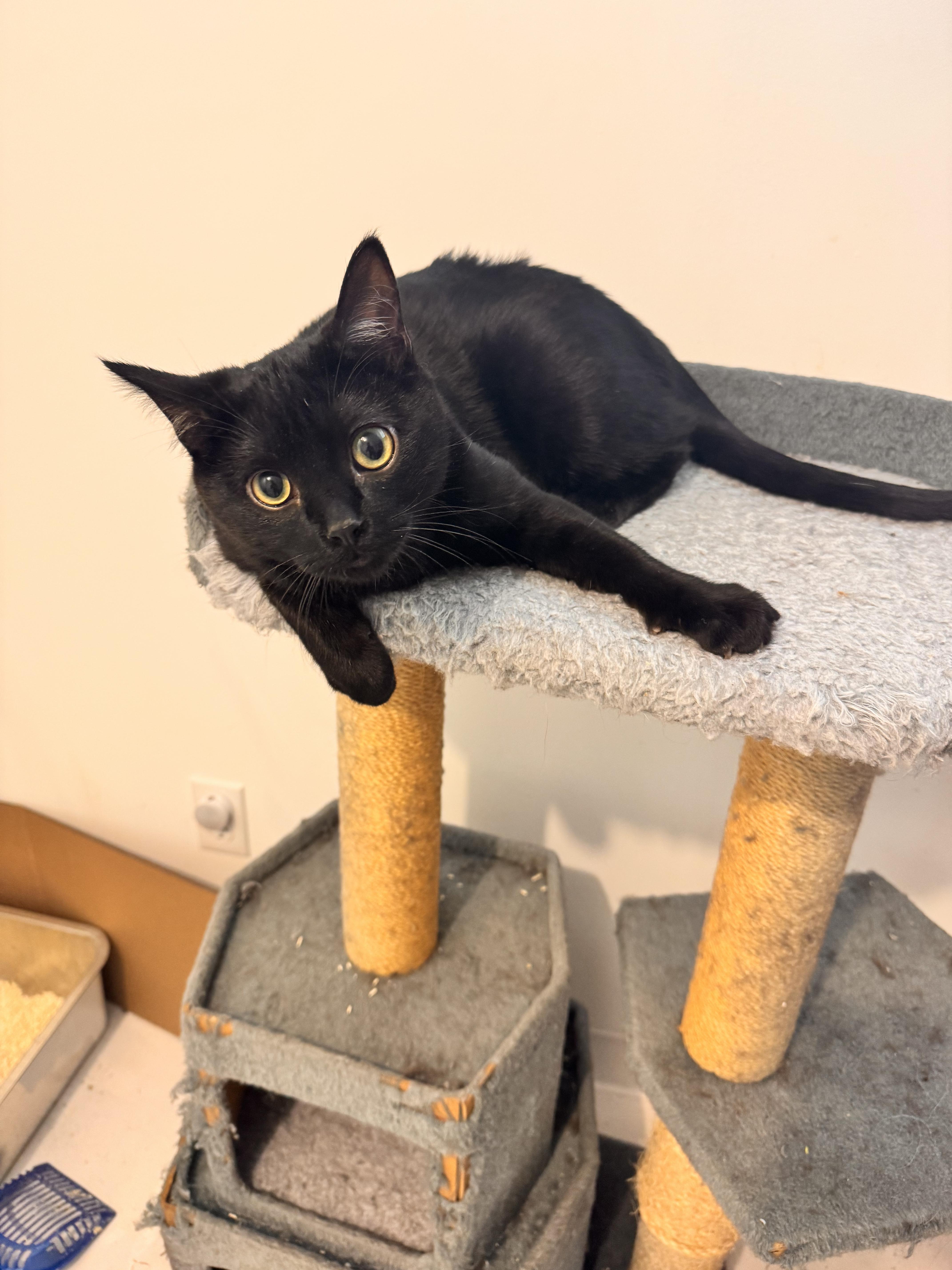Kiwi, an adopted Domestic Short Hair in Calgary, AB image 4/6