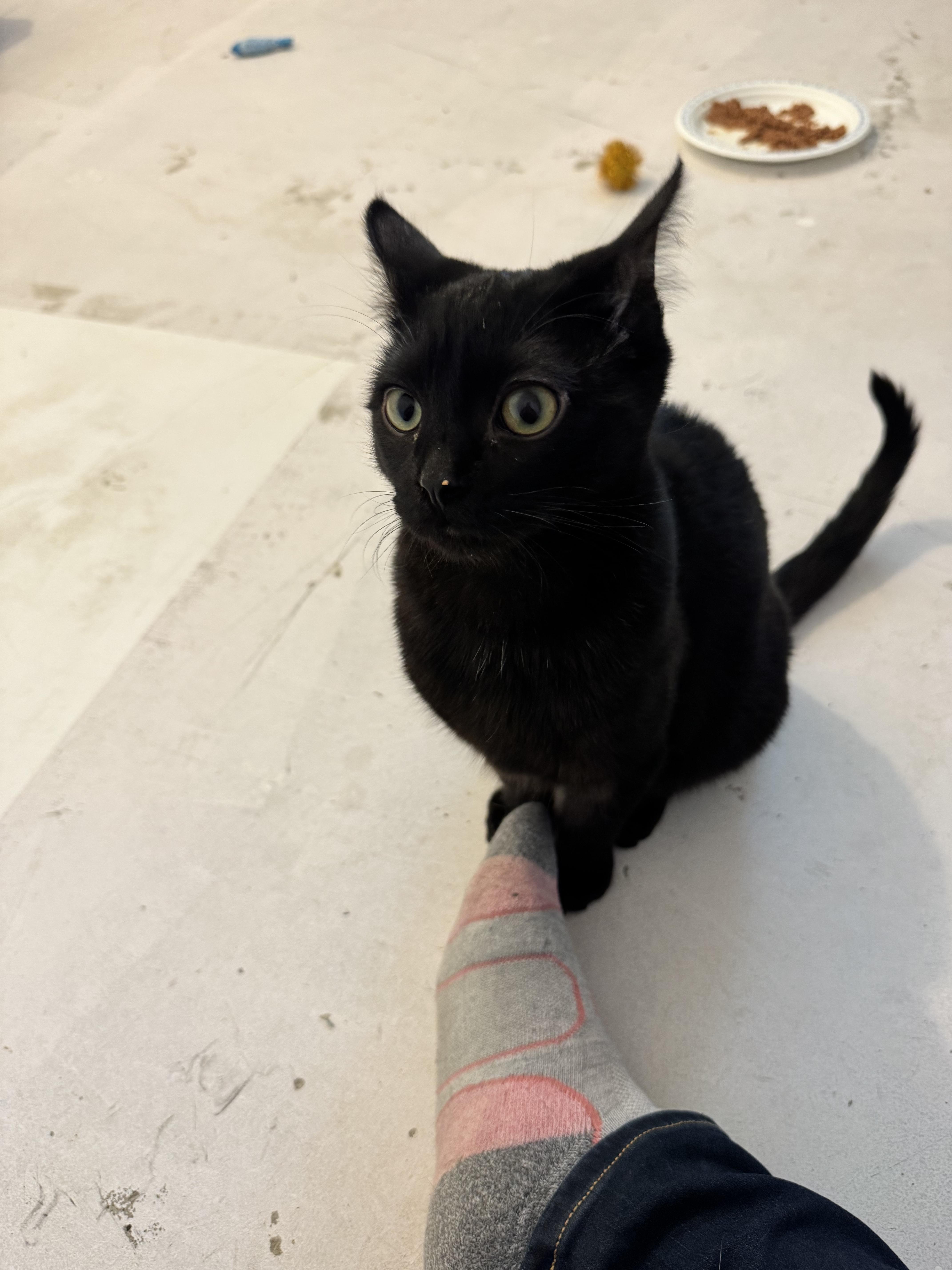 Kiwi, an adopted Domestic Short Hair in Calgary, AB image 3/6
