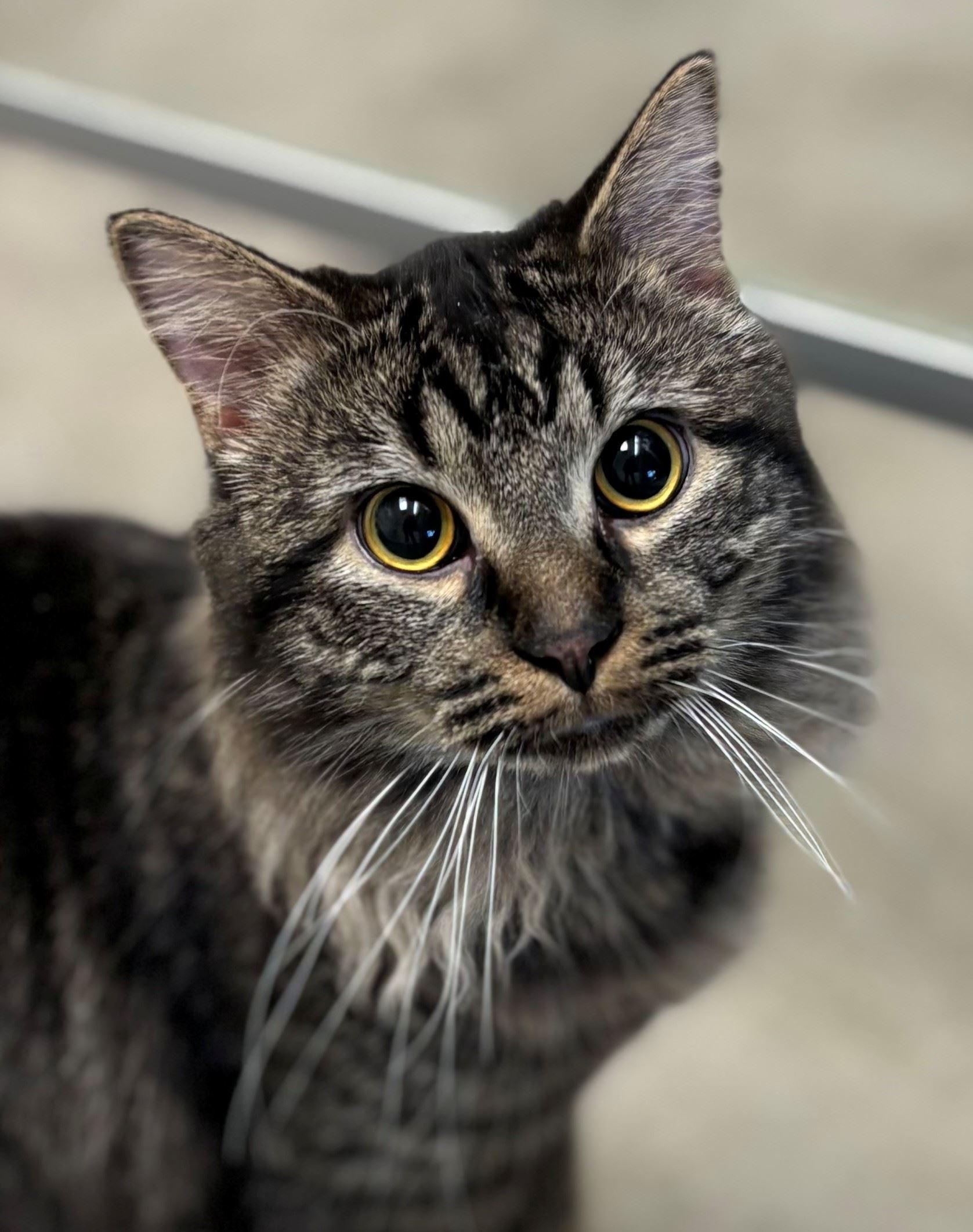 Enlarge Shade, a ADOPTABLE Domestic Long Hair in Iowa City, IA image 1/1