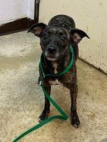 Little Bit (Kassius), Adoptable, Adult Female Terrier.