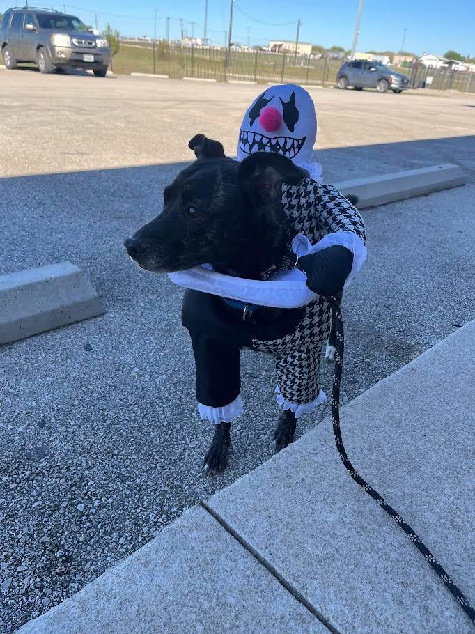 Enlarge Little Bit (Kassius), a Adoptable Terrier in New Braunfels, TX image 2/6