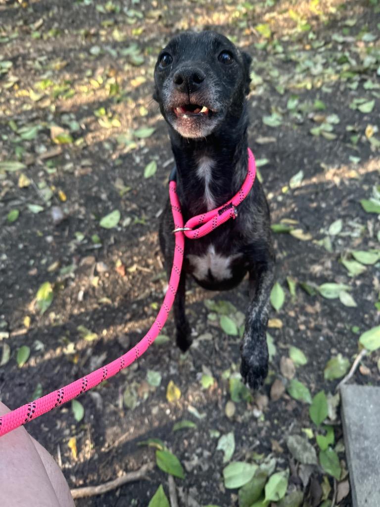 Enlarge Little Bit (Kassius), a Adoptable Terrier in New Braunfels, TX image 3/6