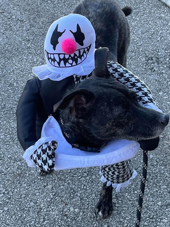 Enlarge Little Bit (Kassius), a Adoptable Terrier in New Braunfels, TX image 4/6