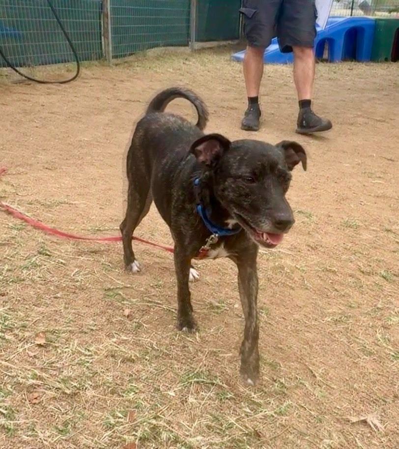 Enlarge Little Bit (Kassius), a Adoptable Terrier in New Braunfels, TX image 6/6