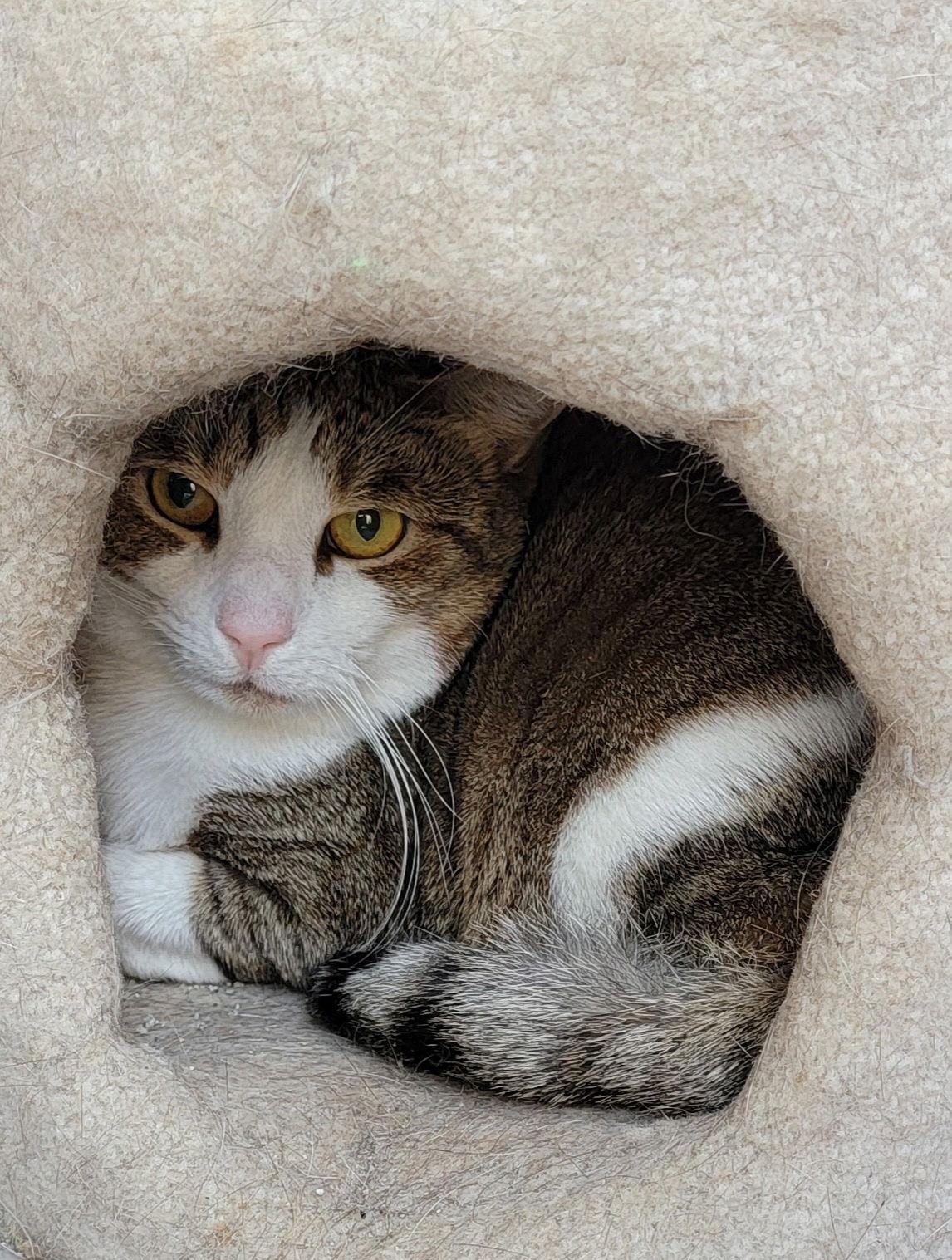 Cream, Adoptable, Young Female Domestic Short Hair.