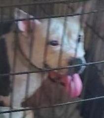 Enlarge Name coming soon, a Adoptable mixed breed in North Fort Myers, FL image 1/1