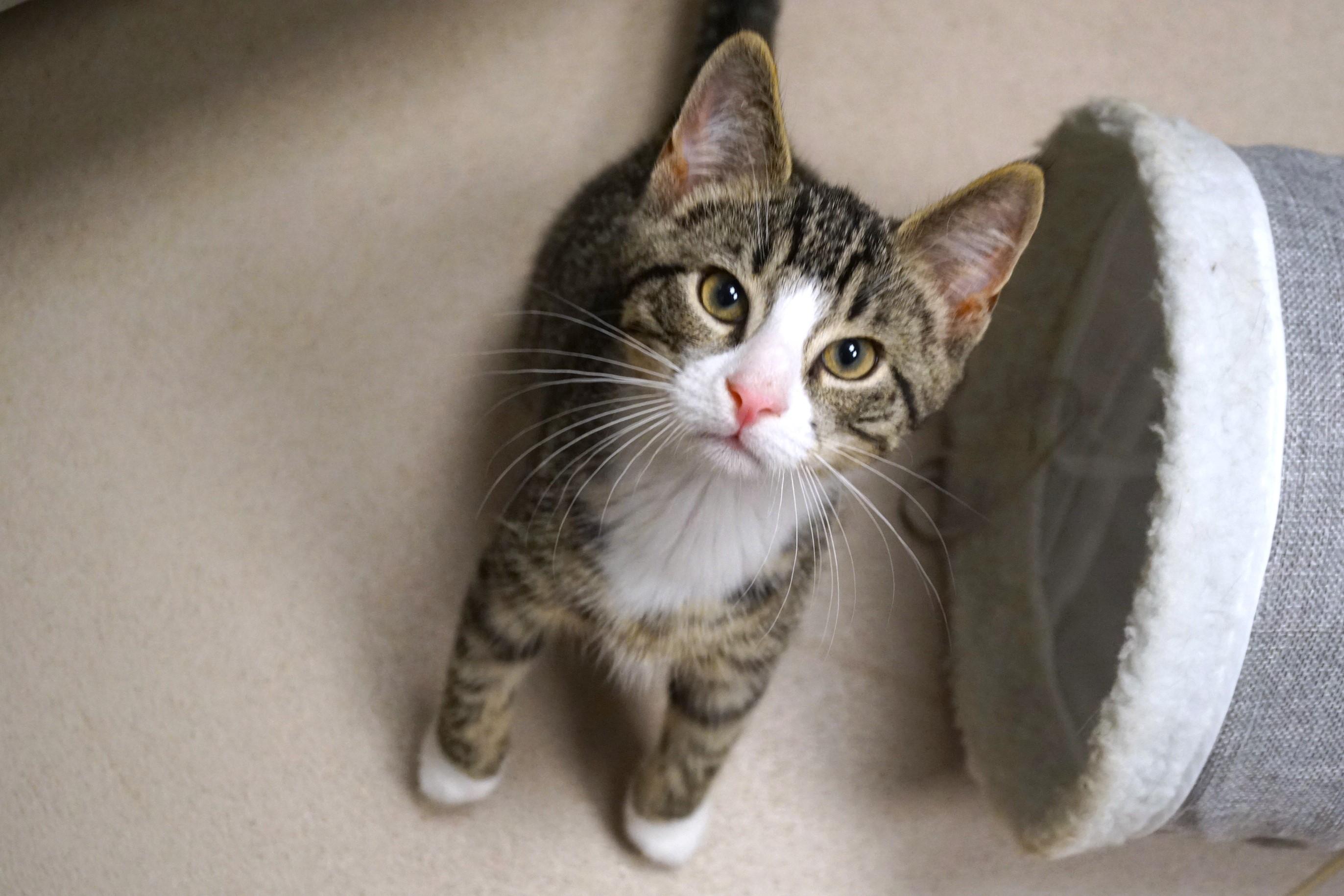 Tabby Kitten 25-8, Baby Male unknown