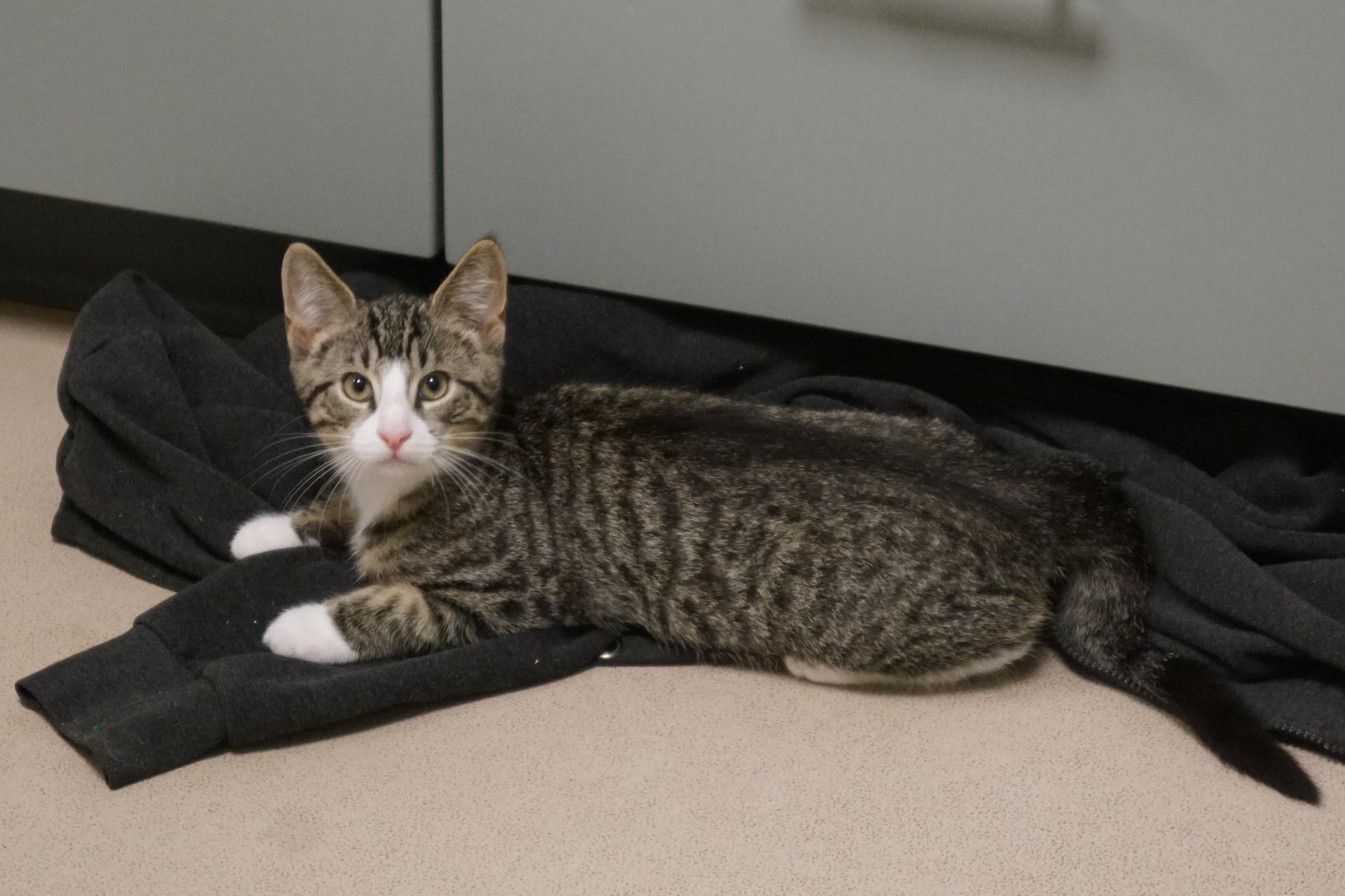 Tabby Kitten 25-8