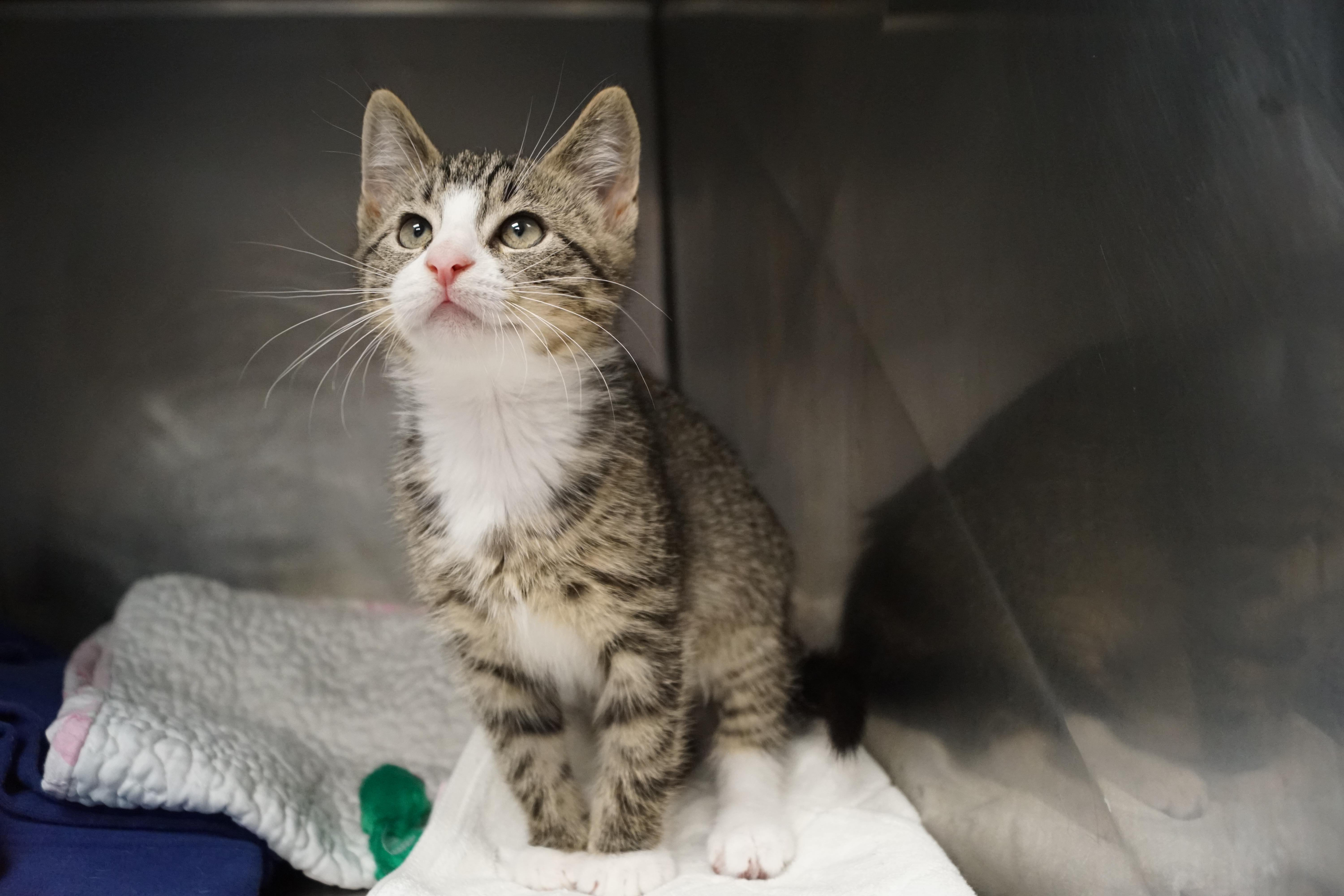Tabby Kitten 25-8