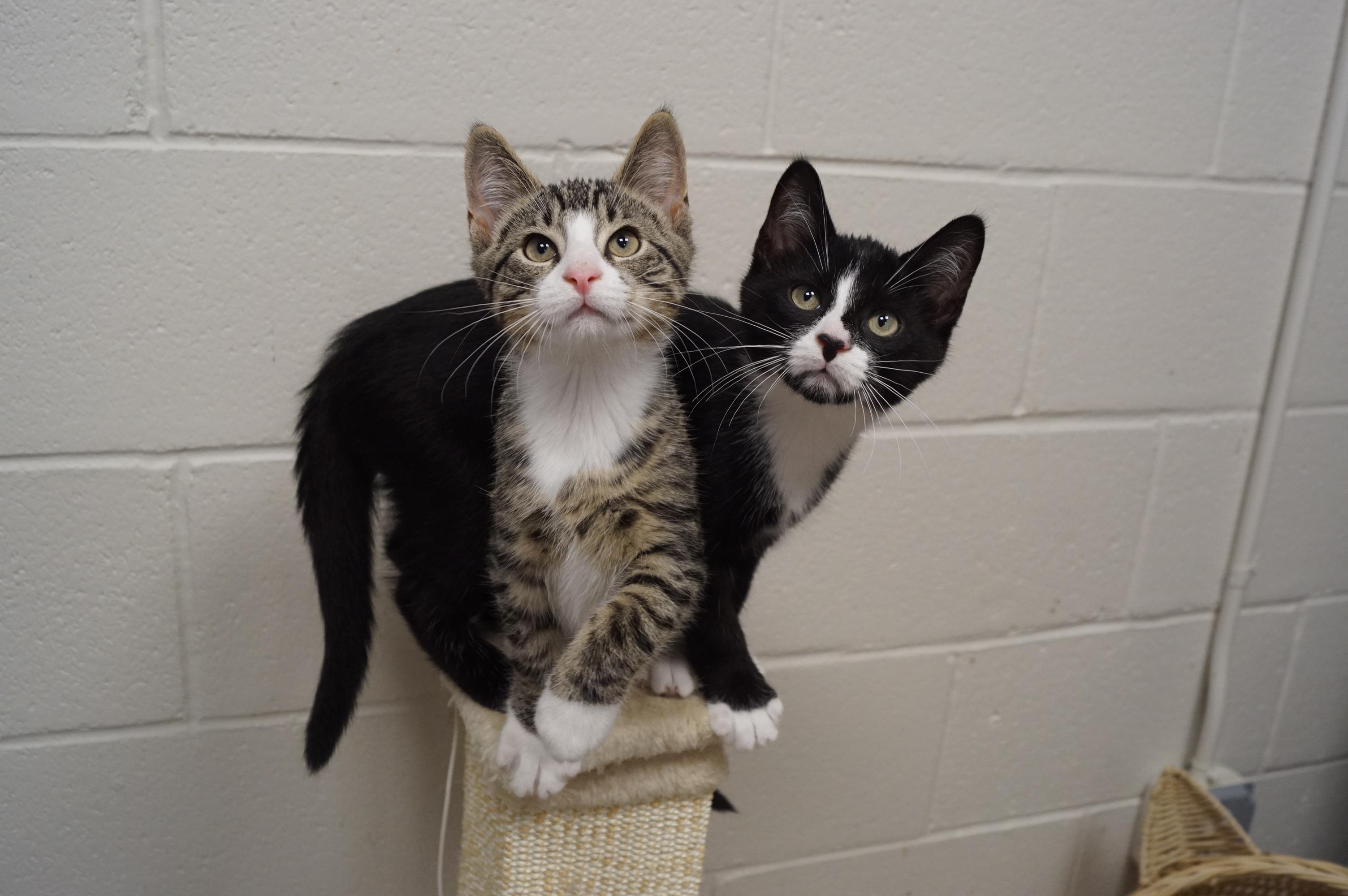 Tabby Kitten 25-8