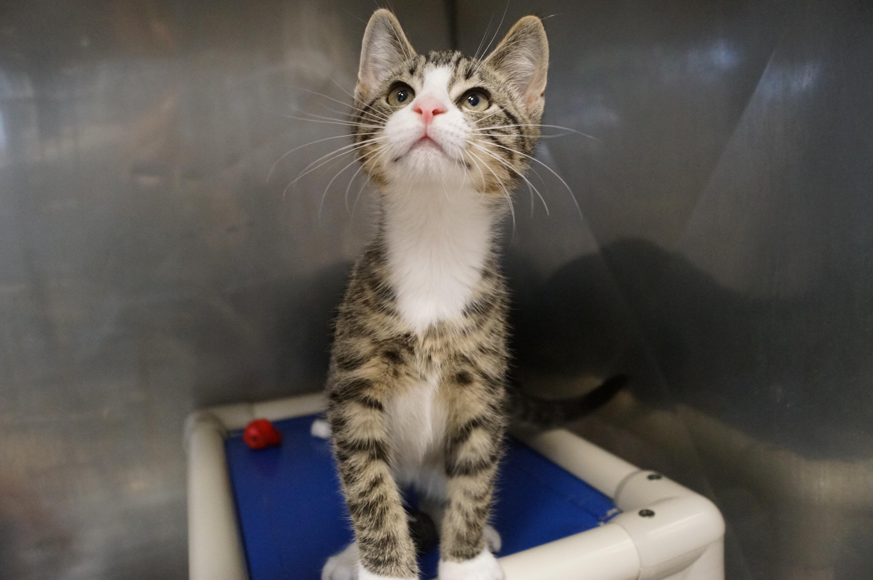 Tabby Kitten 25-8