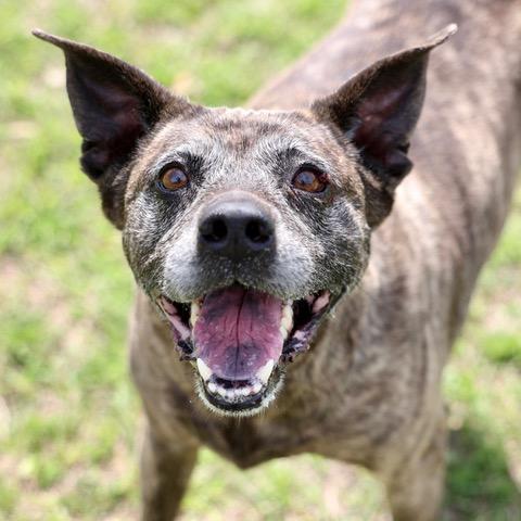 Enlarge FURY, a Adoptable mixed breed in Wilmington, NC image 1/1
