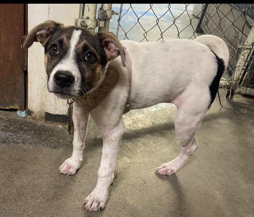 Willow, an adoptable Terrier in Billings, MT, 59101 | Photo Image 1