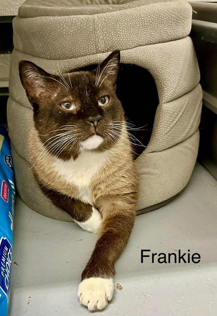 Enlarge Frankie, a Adoptable mixed breed in Saint George, UT image 2/2
