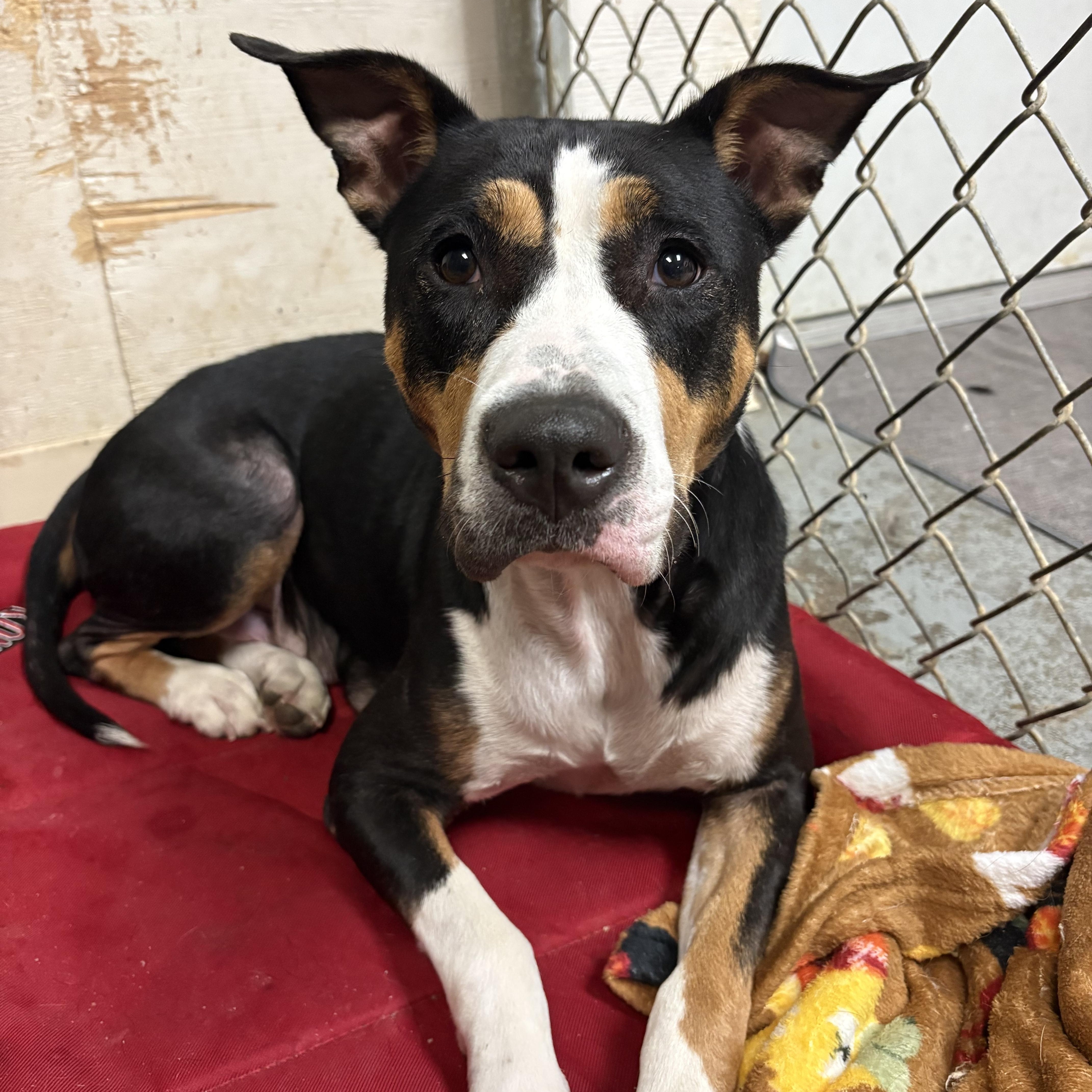 Enlarge Birdie and Bogey from the golf course, a ADOPTABLE mixed breed in Metairie, LA image 5/6
