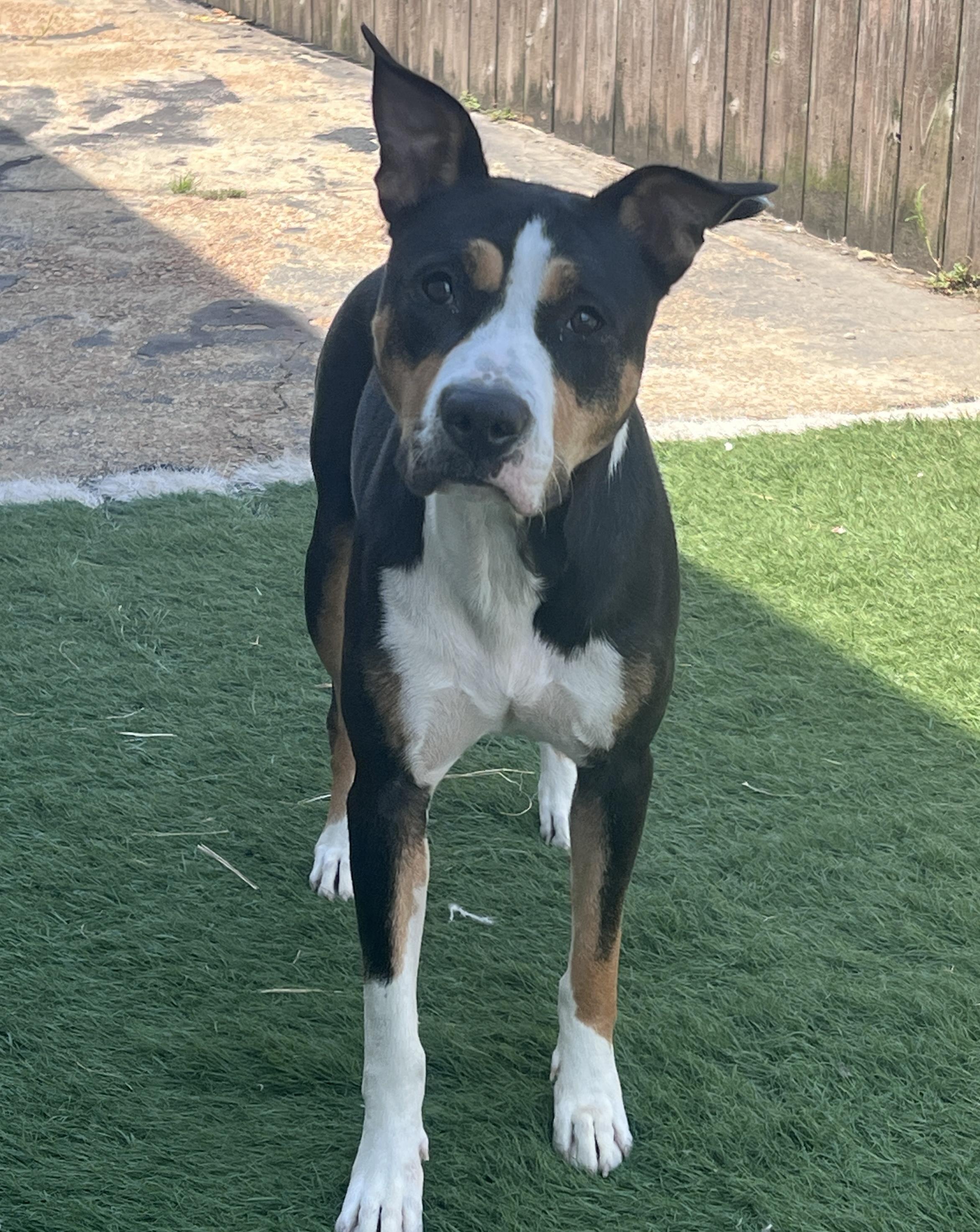 Enlarge Birdie and Bogey from the golf course, a ADOPTABLE mixed breed in Metairie, LA image 6/6