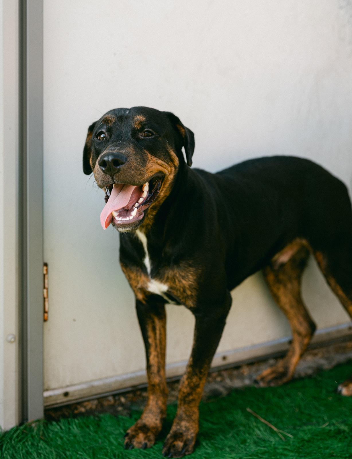 Enlarge Birdie and Bogey from the golf course, a ADOPTABLE mixed breed in Metairie, LA image 4/6