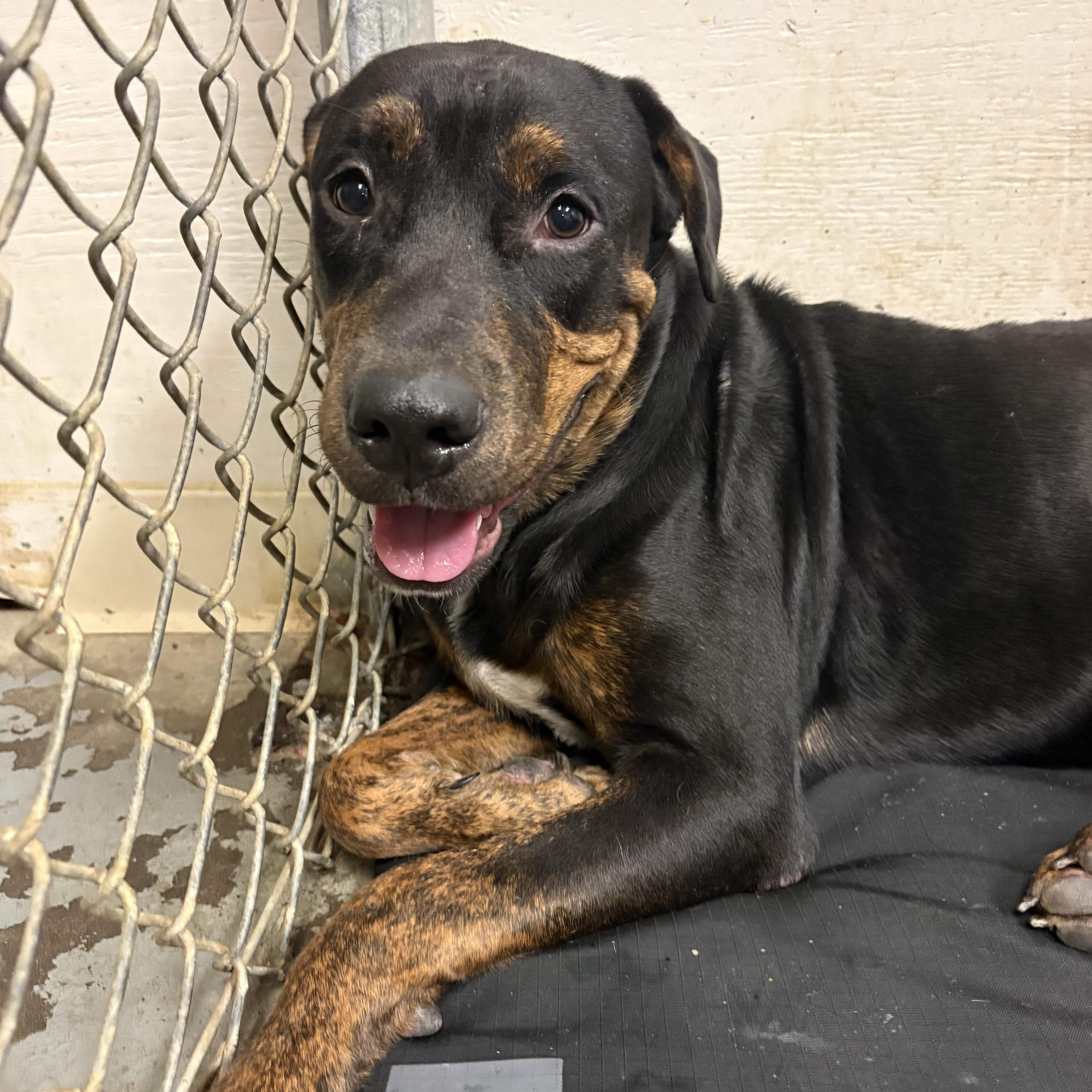 Birdie and Bogey from the golf course, ADOPTABLE, Adult Female Rottweiler & Australian Cattle Dog / Blue Heeler.