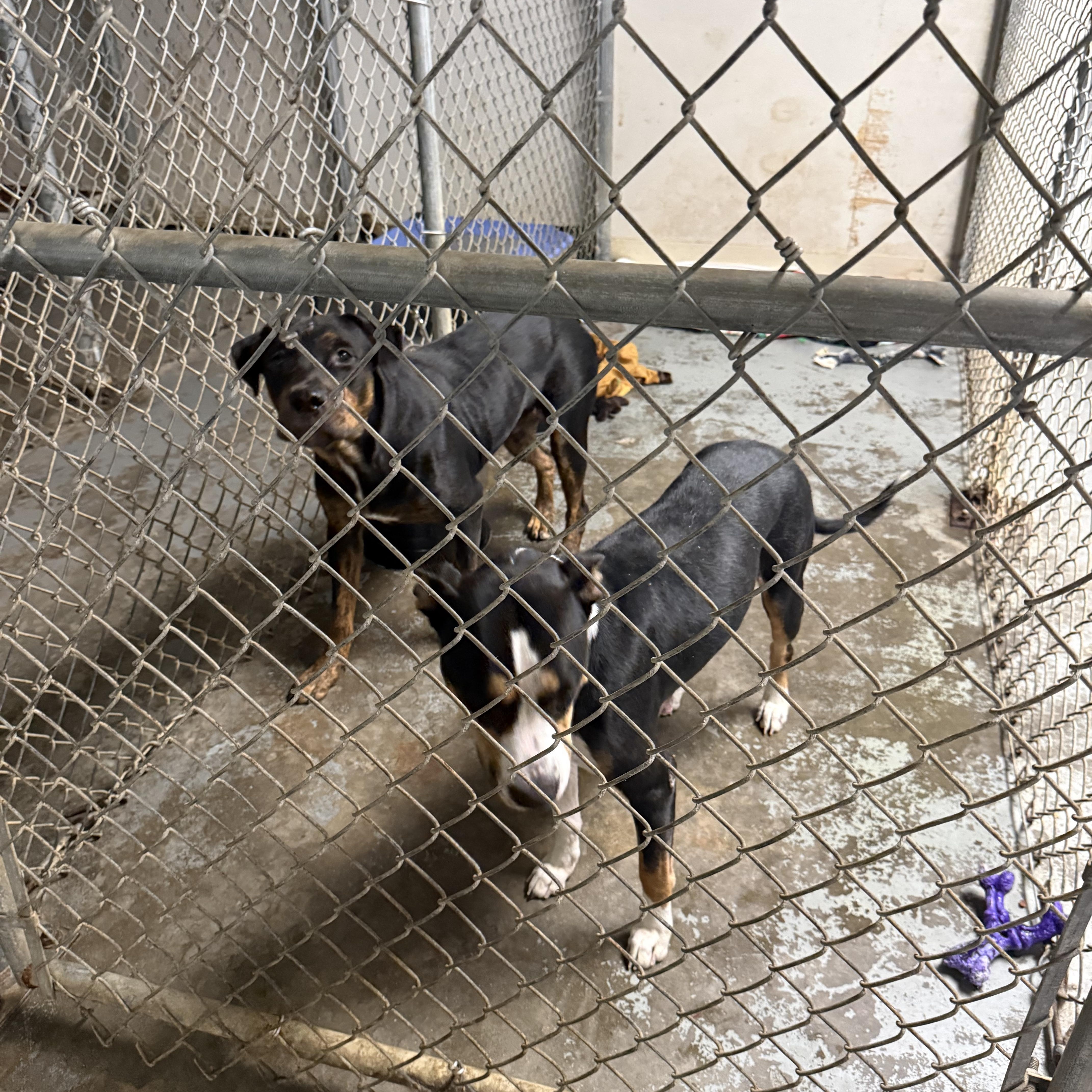 Enlarge Birdie and Bogey from the golf course, a ADOPTABLE mixed breed in Metairie, LA image 3/6