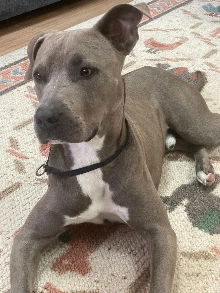 Enlarge CHOBEE, a Adoptable Pit Bull Terrier in Palm City, FL image 2/4