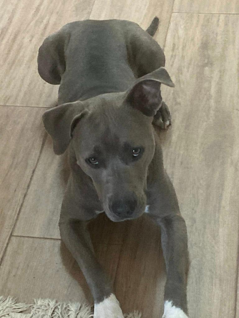 Enlarge CHOBEE, a Adoptable Pit Bull Terrier in Palm City, FL image 3/4