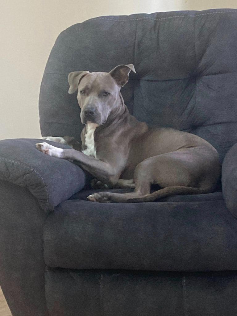 Enlarge CHOBEE, a Adoptable Pit Bull Terrier in Palm City, FL image 4/4