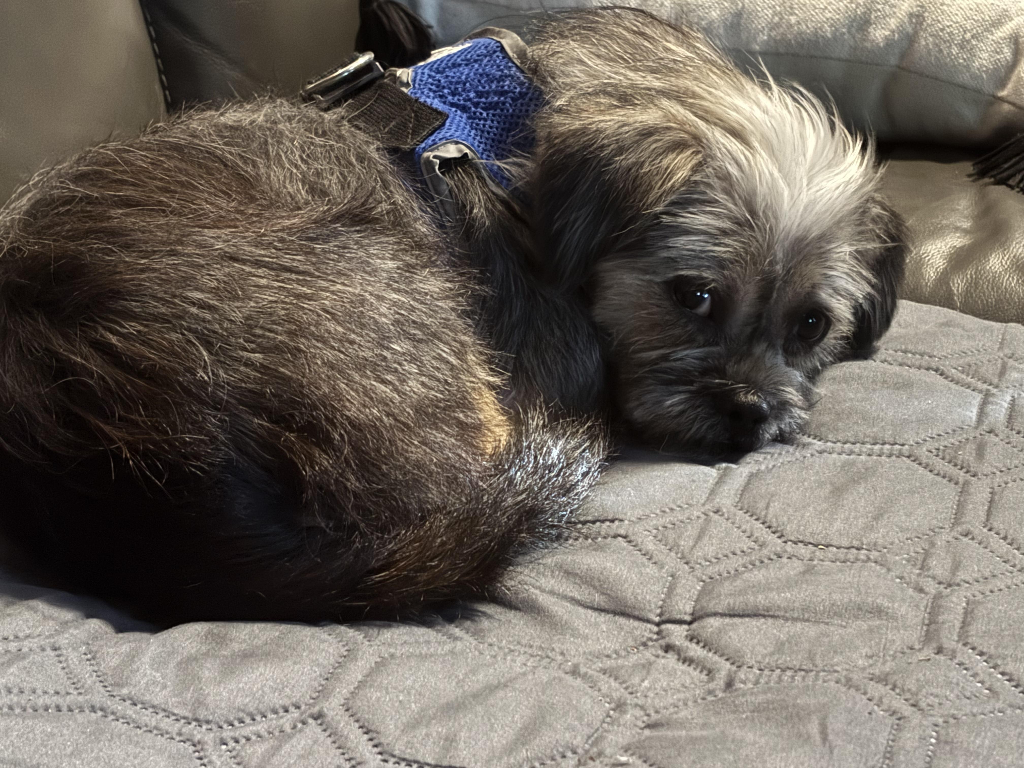 Enlarge ARNIE, an adopted mixed breed in Fosters, AL image 2/6