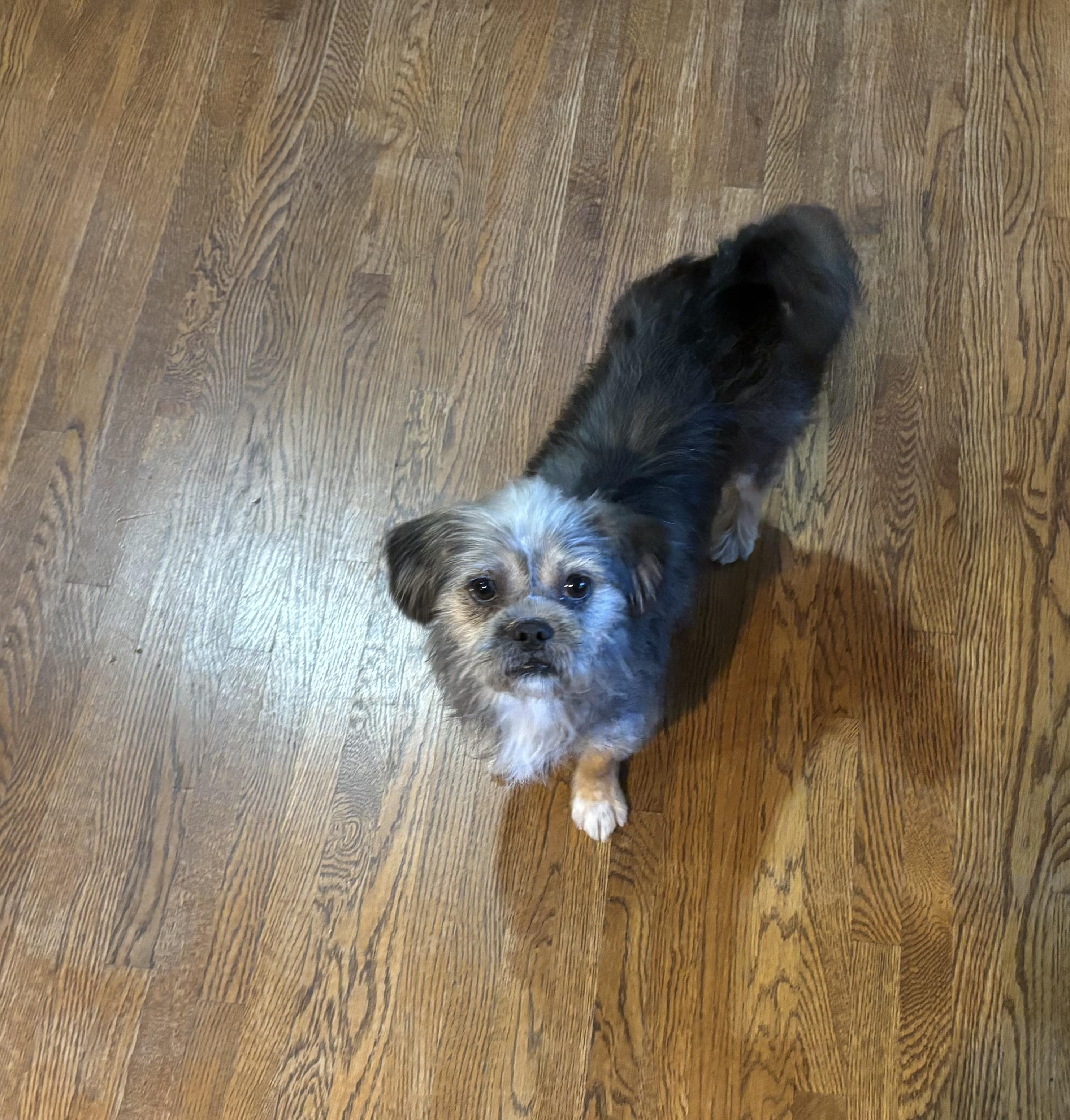 Enlarge ARNIE, an adopted mixed breed in Fosters, AL image 5/6