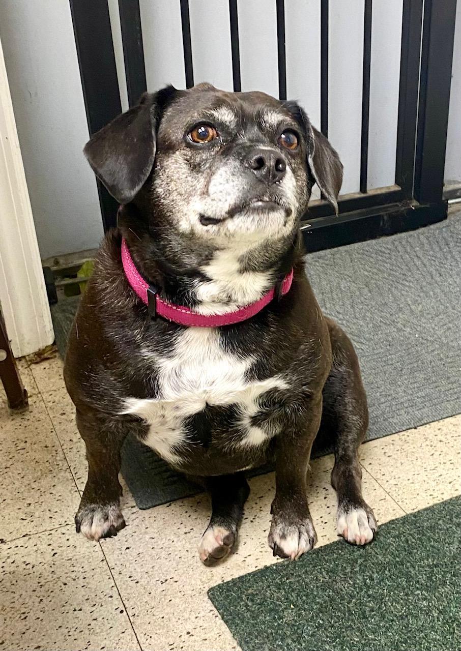 COURTESY POST FOR WASA: BENNI, Adoptable, Adult Female French Bulldog & Beagle.